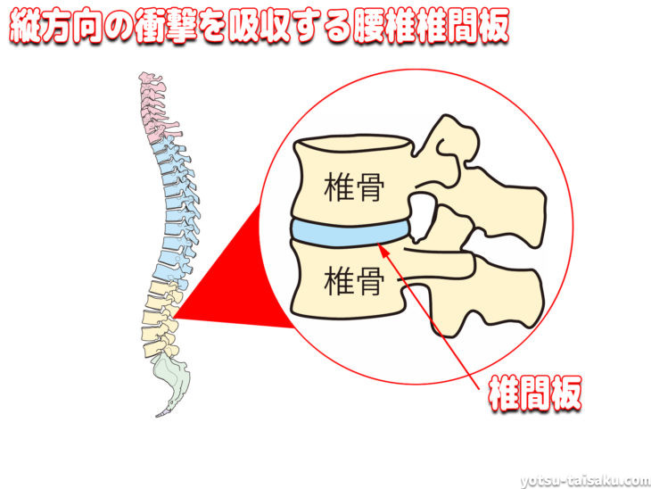縦方向の衝撃を吸収する腰椎椎間板