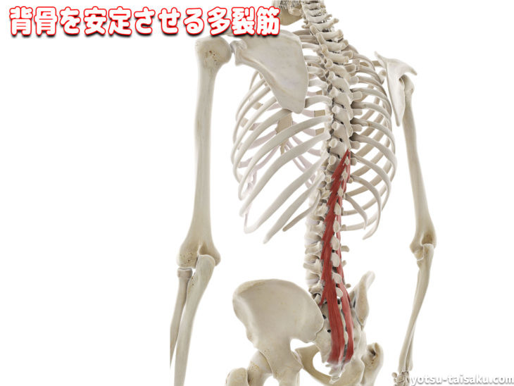 腰痛予防に繋がる背骨を安定させる多裂筋