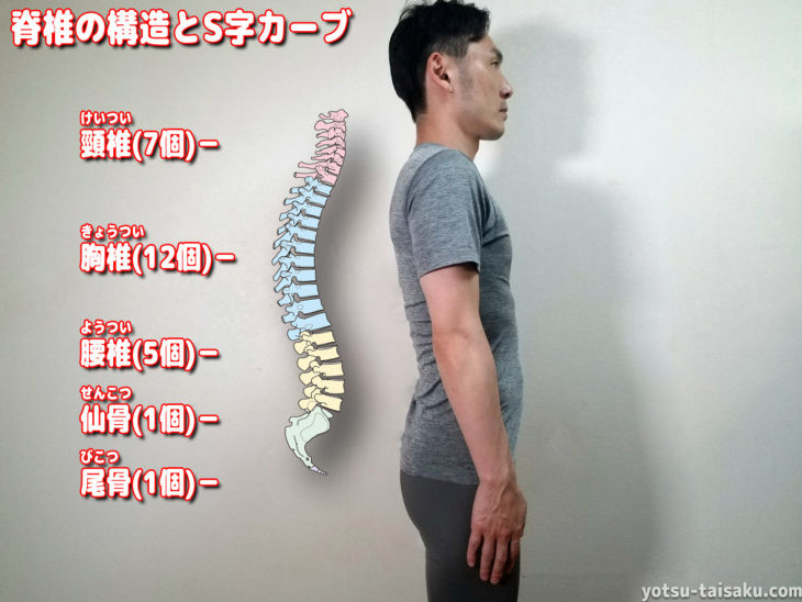 脊椎(背骨)の構造とS字カーブ